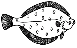 Clipart flatfish