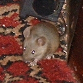 Mouse in Silver Cross